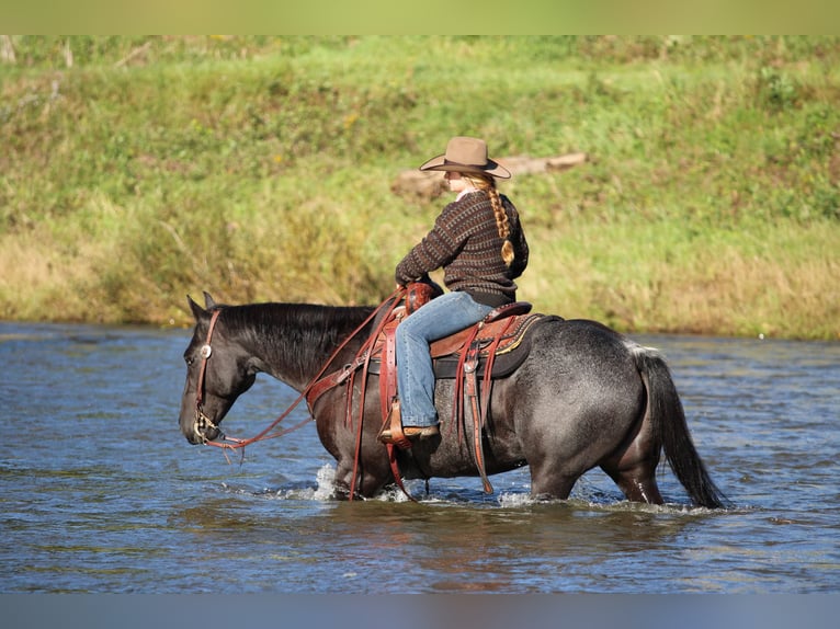 American Quarter Horse Wallach 10 Jahre Roan-Blue in Clarion