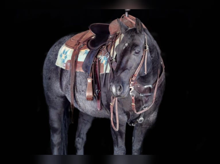 American Quarter Horse Wallach 10 Jahre Roan-Blue in Clarion
