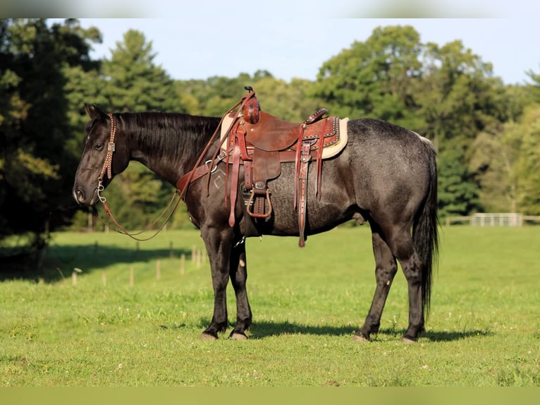 American Quarter Horse Wallach 10 Jahre Roan-Blue in Clarion