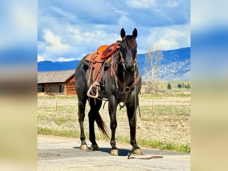 American Quarter Horse Wallach 10 Jahre Roan-Blue in Clinton