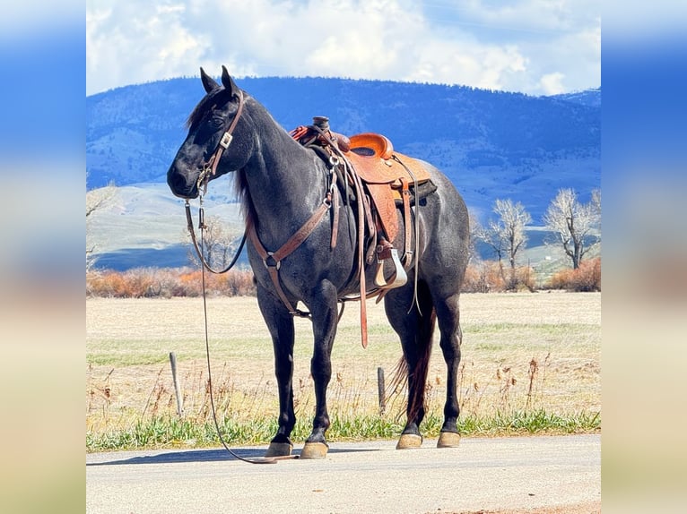 American Quarter Horse Wallach 10 Jahre Roan-Blue in Clinton