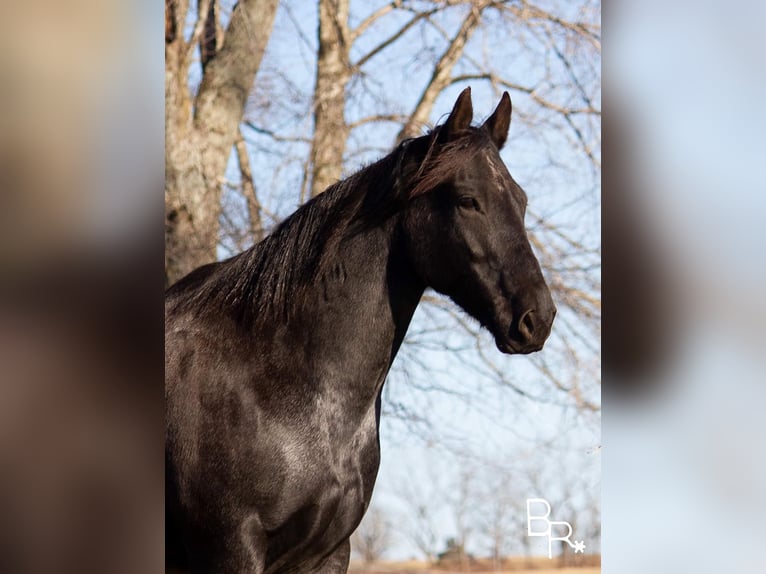 American Quarter Horse Wallach 10 Jahre Roan-Blue in Mt Grove MO