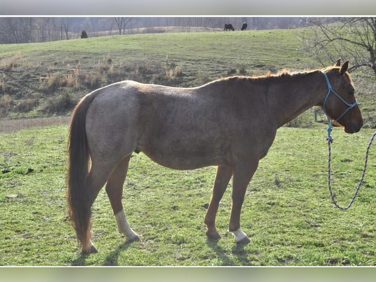 American Quarter Horse Wallach 10 Jahre Roan-Red in FORDSVILLE, KY
