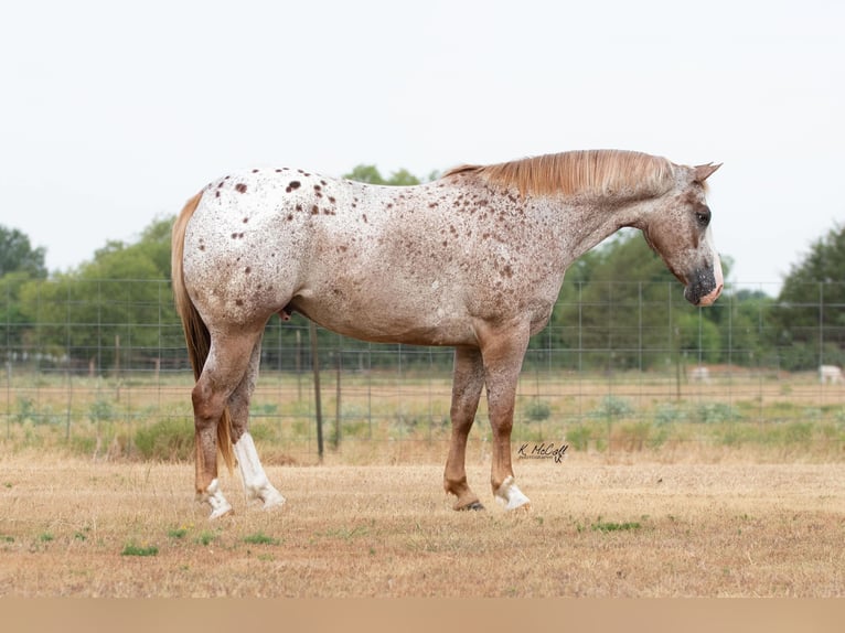 American Quarter Horse Wallach 10 Jahre Roan-Red in Ravenna