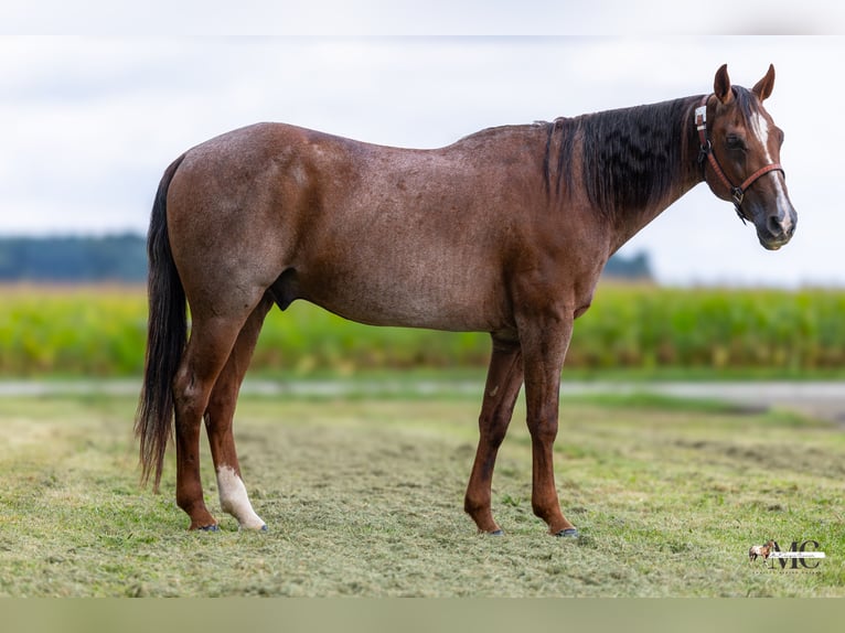 American Quarter Horse Wallach 10 Jahre Roan-Red in North Bloomfield