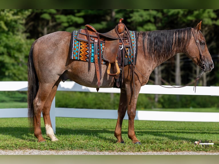 American Quarter Horse Wallach 10 Jahre Roan-Red in North Bloomfield