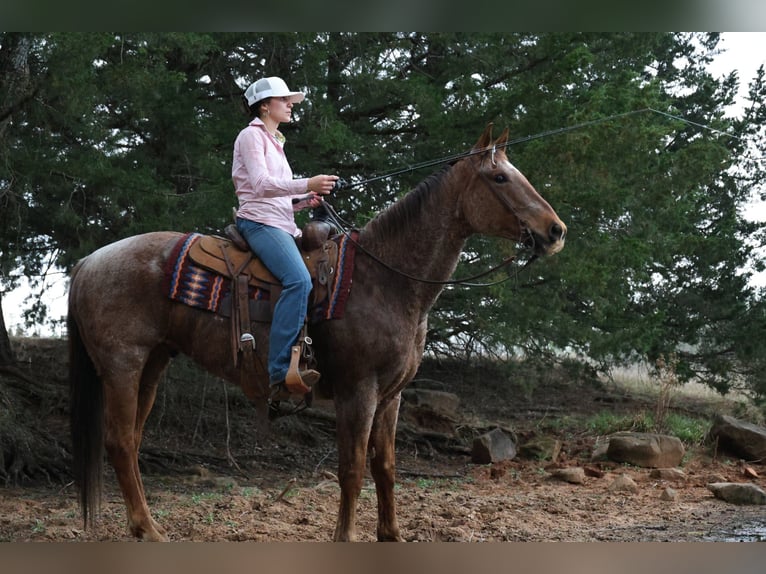 American Quarter Horse Wallach 10 Jahre Roan-Red in Ripley