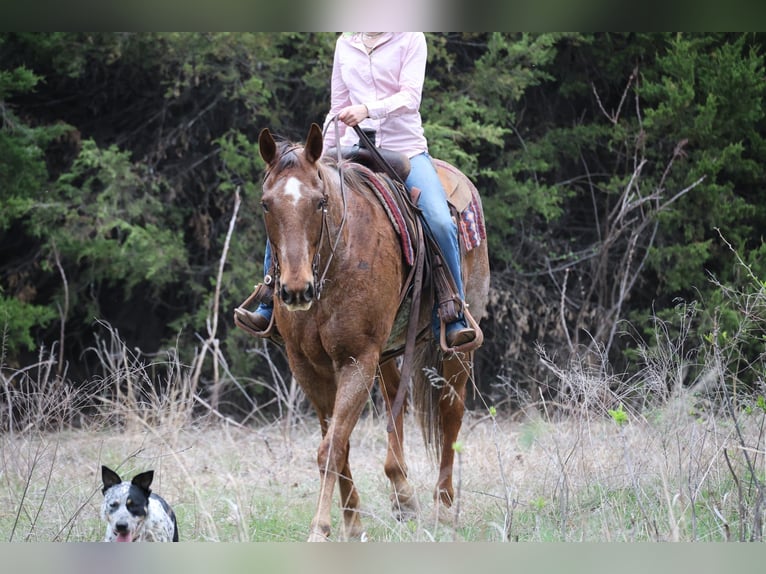 American Quarter Horse Wallach 10 Jahre Roan-Red in Ripley