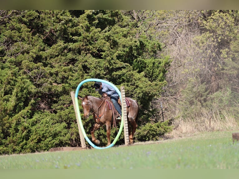 American Quarter Horse Wallach 10 Jahre Roan-Red in Ripley