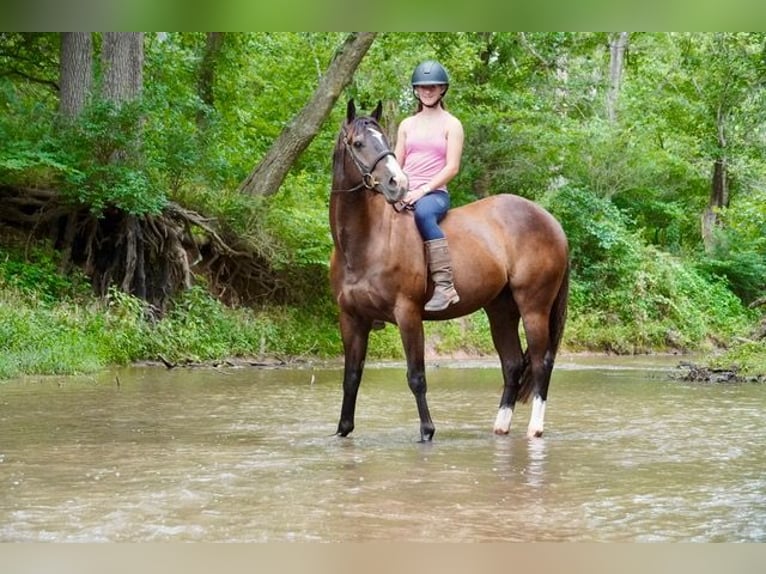 American Quarter Horse Wallach 10 Jahre Rotbrauner in Frederick