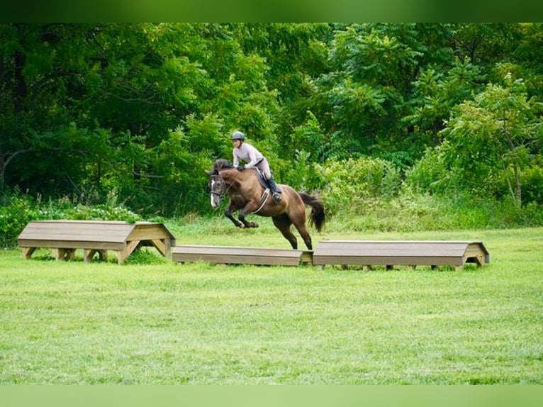 American Quarter Horse Wallach 10 Jahre Rotbrauner in Frederick