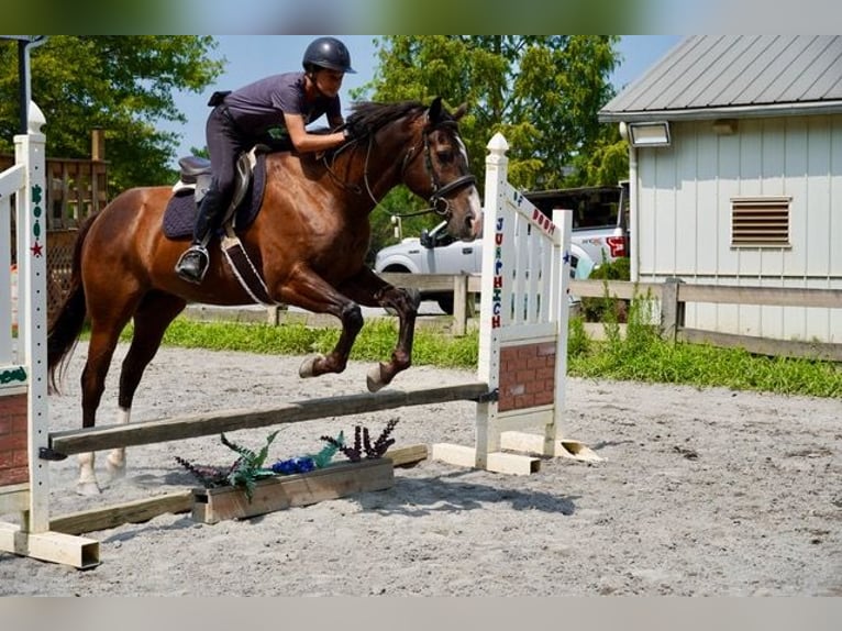 American Quarter Horse Wallach 10 Jahre Rotbrauner in Frederick