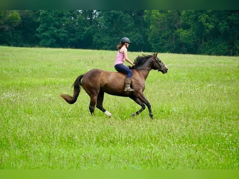 American Quarter Horse Wallach 10 Jahre Rotbrauner in Frederick