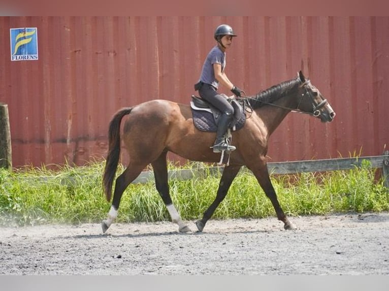 American Quarter Horse Wallach 10 Jahre Rotbrauner in Frederick