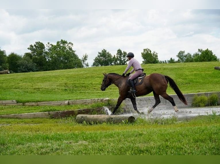 American Quarter Horse Wallach 10 Jahre Rotbrauner in Frederick