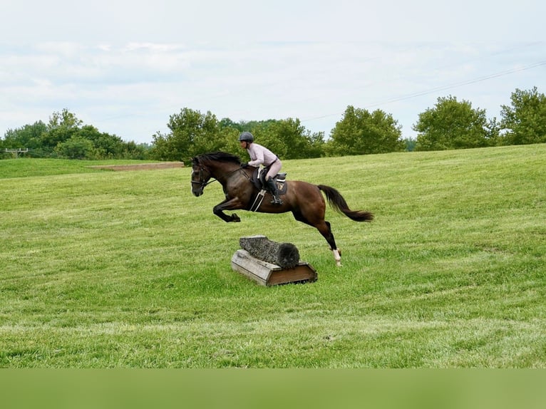 American Quarter Horse Wallach 10 Jahre Rotbrauner in Frederick