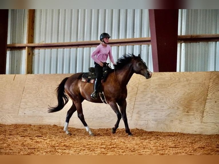American Quarter Horse Wallach 10 Jahre Rotbrauner in Frederick