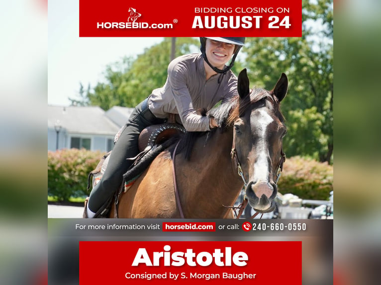 American Quarter Horse Wallach 10 Jahre Rotbrauner in Frederick