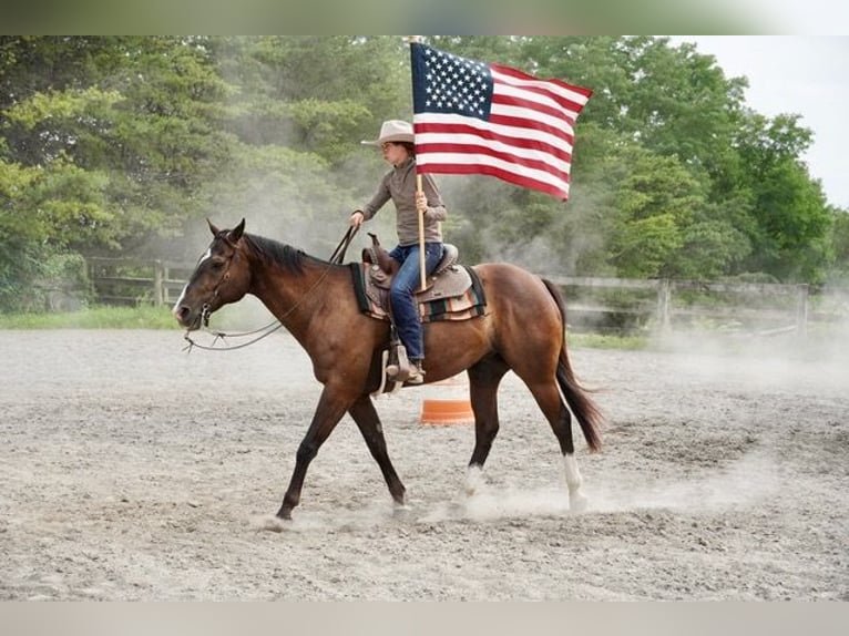 American Quarter Horse Wallach 10 Jahre Rotbrauner in Frederick