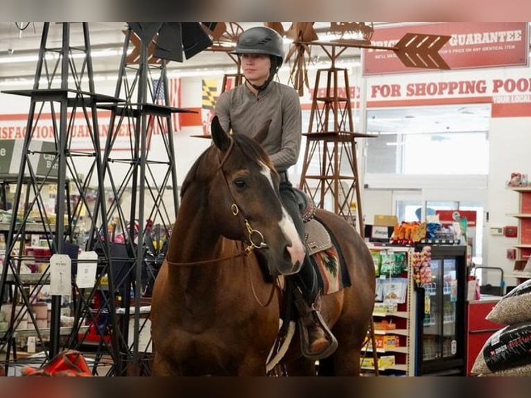 American Quarter Horse Wallach 10 Jahre Rotbrauner in Frederick