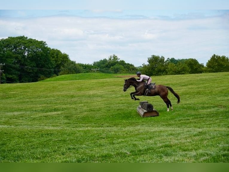 American Quarter Horse Wallach 10 Jahre Rotbrauner in Frederick