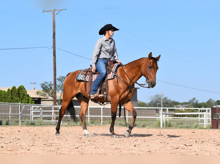 American Quarter Horse Wallach 10 Jahre Rotbrauner in Amarillo