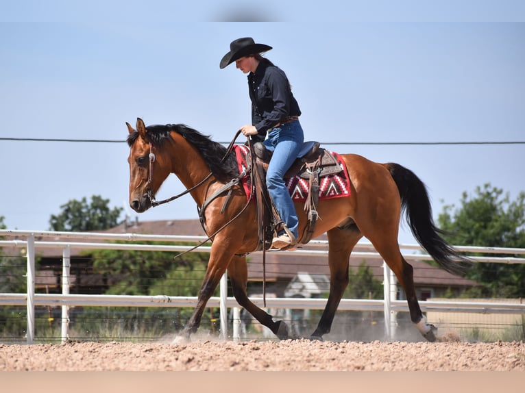 American Quarter Horse Wallach 10 Jahre Rotbrauner in Amarillo