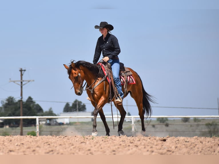 American Quarter Horse Wallach 10 Jahre Rotbrauner in Amarillo