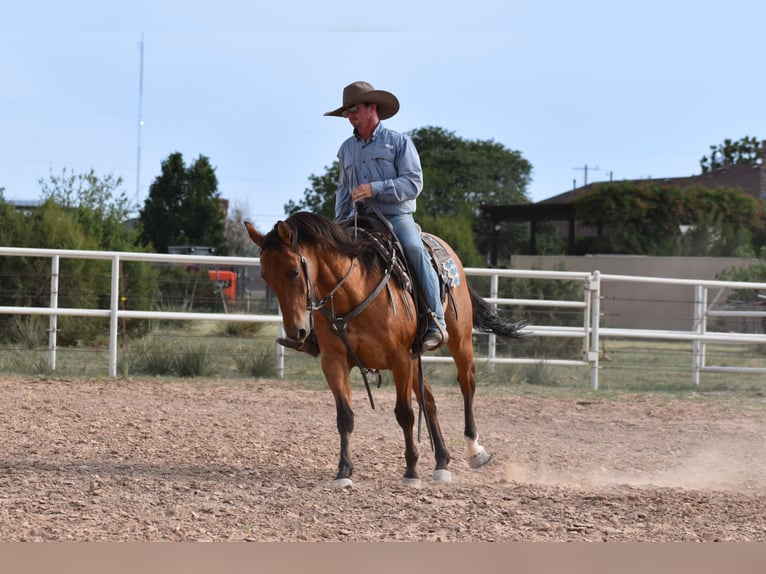 American Quarter Horse Wallach 10 Jahre Rotbrauner in Amarillo