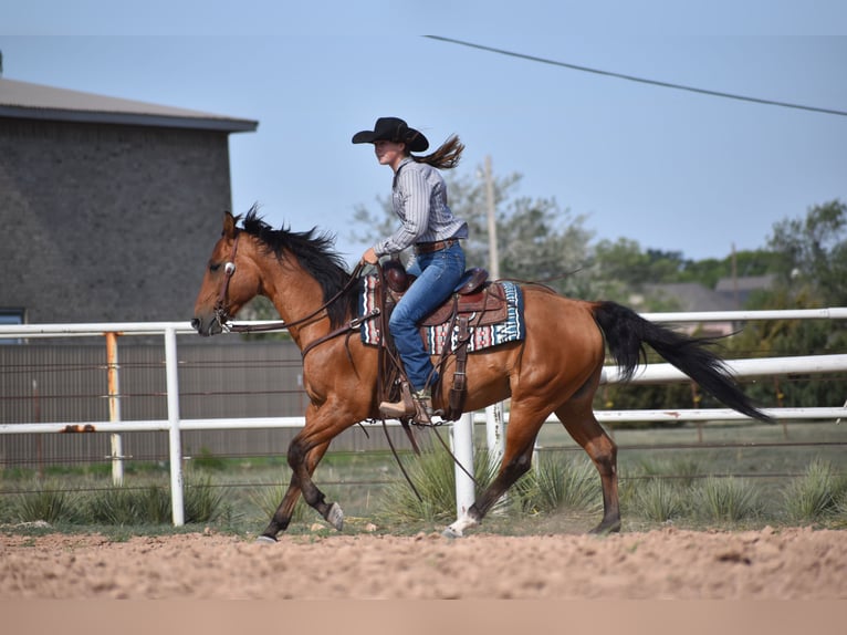 American Quarter Horse Wallach 10 Jahre Rotbrauner in Amarillo