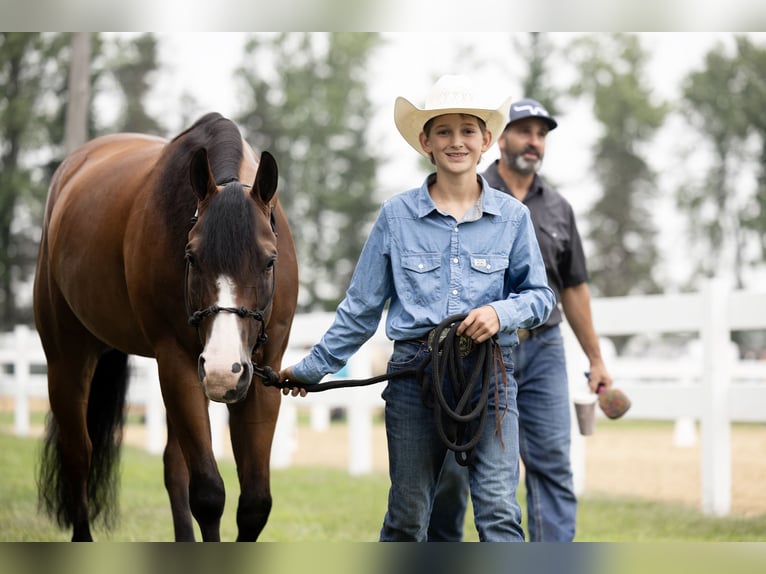 American Quarter Horse Wallach 10 Jahre Rotbrauner in Dennison