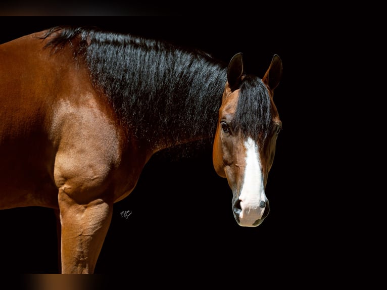 American Quarter Horse Wallach 10 Jahre Rotbrauner in Dennison