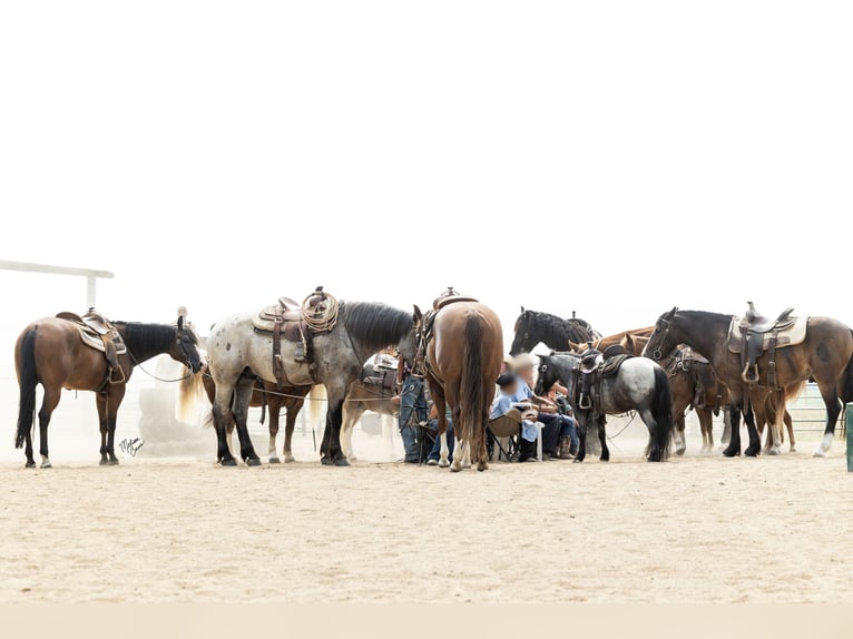 American Quarter Horse Wallach 10 Jahre Rotbrauner in Dennison