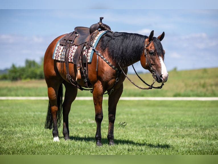American Quarter Horse Wallach 10 Jahre Rotbrauner in Dennison