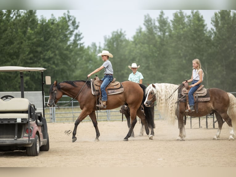 American Quarter Horse Wallach 10 Jahre Rotbrauner in Dennison