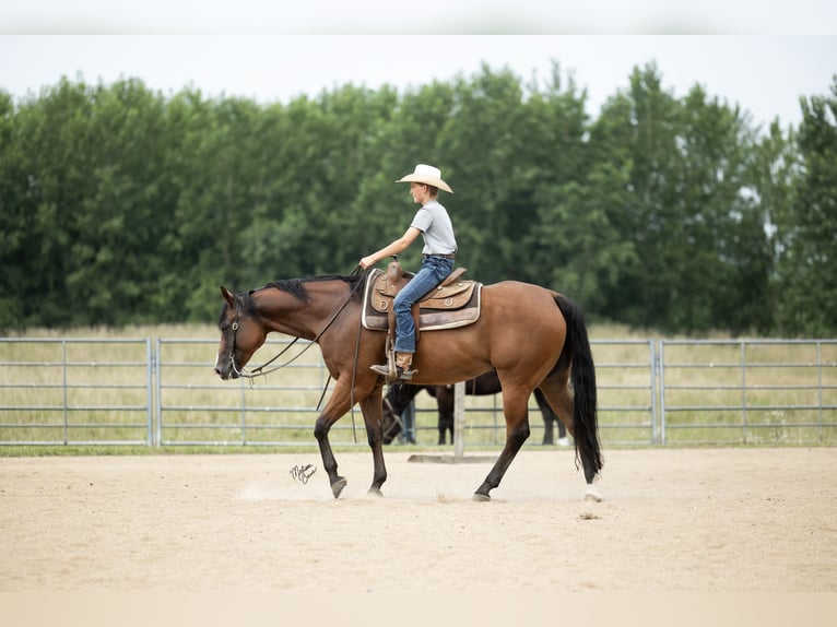 American Quarter Horse Wallach 10 Jahre Rotbrauner in Dennison