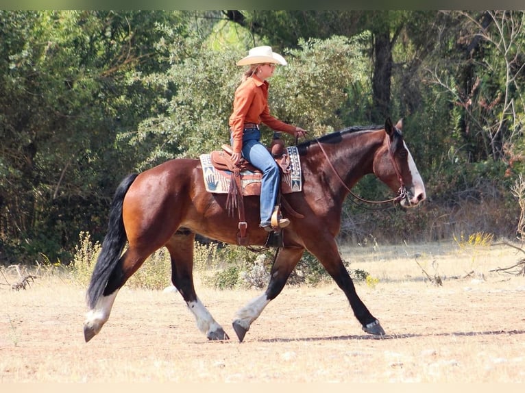 American Quarter Horse Mix Wallach 10 Jahre Rotbrauner in Waterford, CA