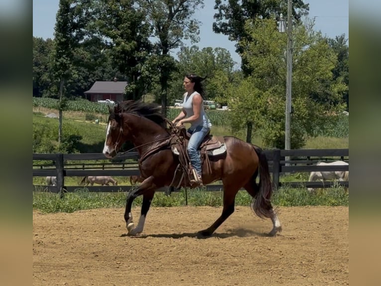 American Quarter Horse Wallach 10 Jahre Rotbrauner in Henderson