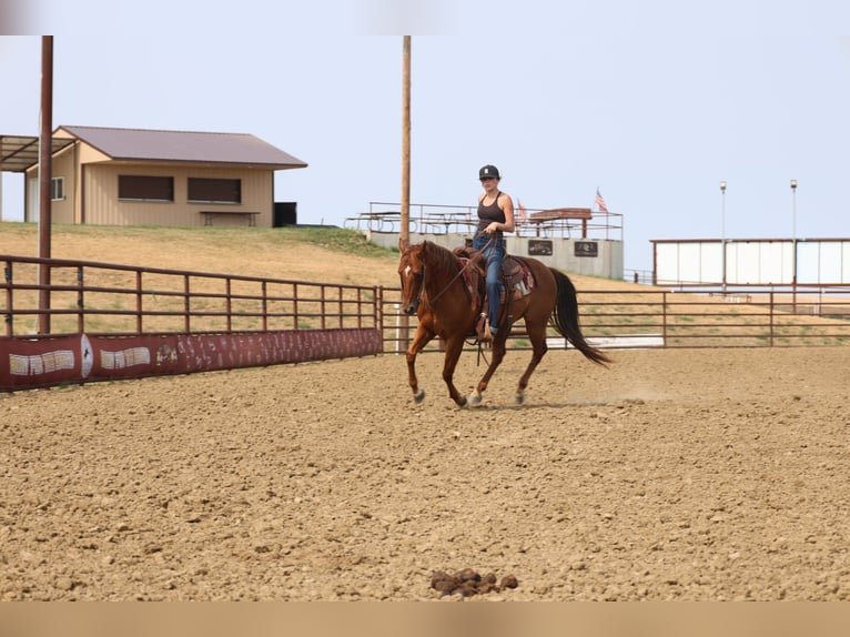American Quarter Horse Wallach 10 Jahre Rotfuchs in Ripley