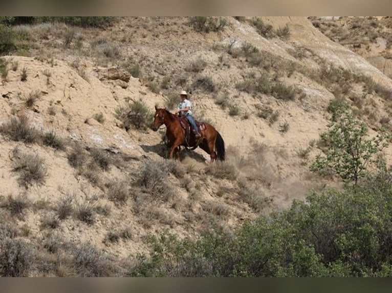 American Quarter Horse Wallach 10 Jahre Rotfuchs in Ripley