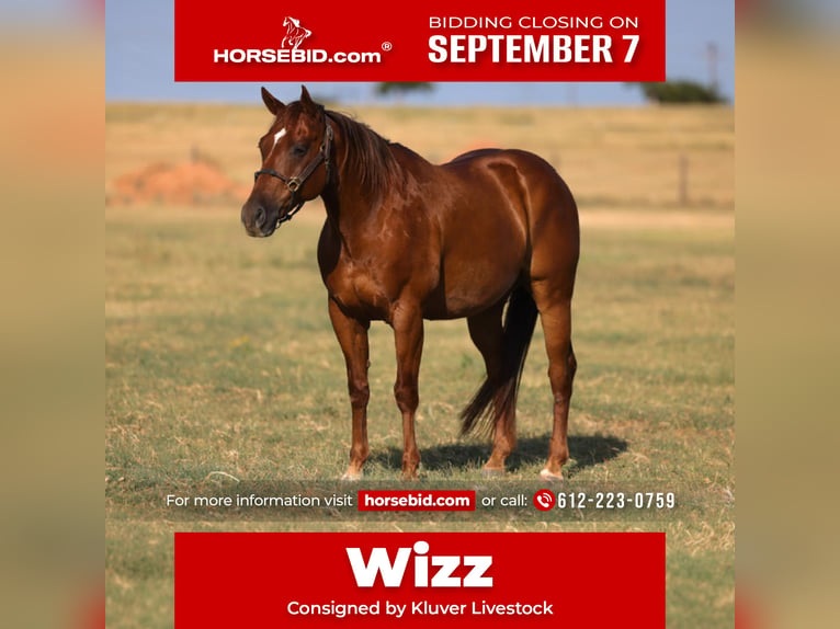 American Quarter Horse Wallach 10 Jahre Rotfuchs in Ripley