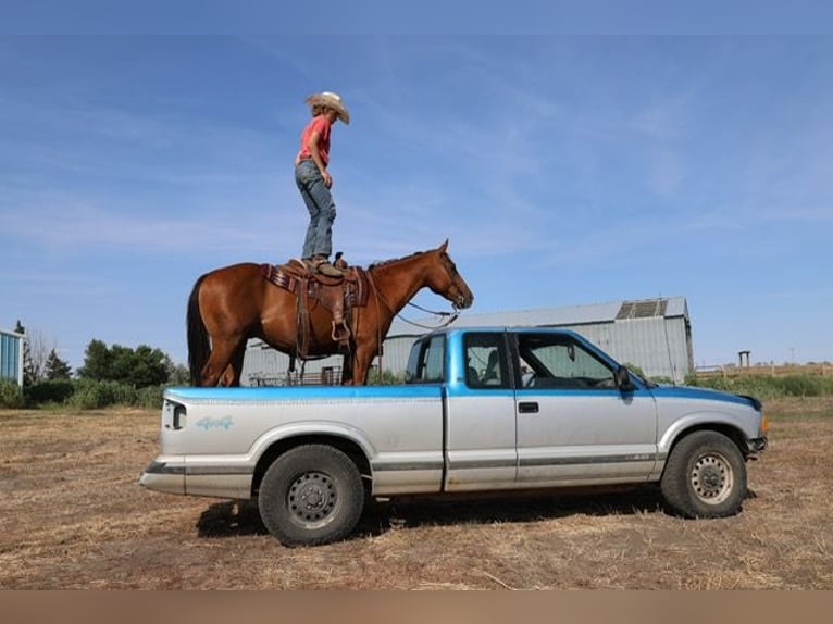 American Quarter Horse Wallach 10 Jahre Rotfuchs in Ripley
