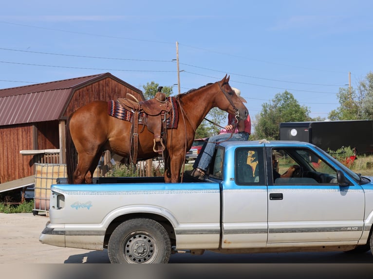 American Quarter Horse Wallach 10 Jahre Rotfuchs in Ripley