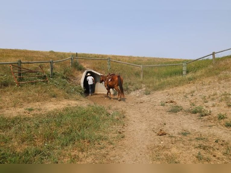 American Quarter Horse Wallach 10 Jahre Rotfuchs in Ripley
