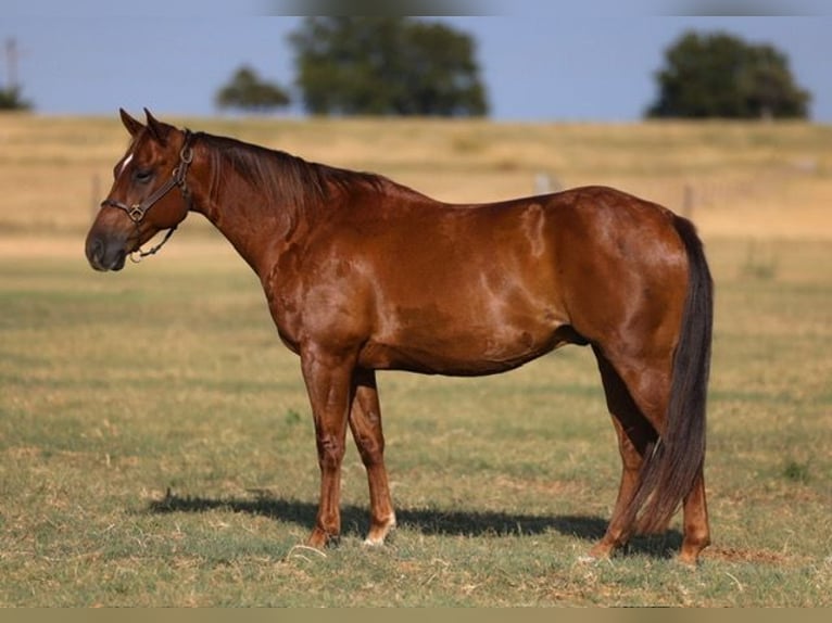 American Quarter Horse Wallach 10 Jahre Rotfuchs in Ripley