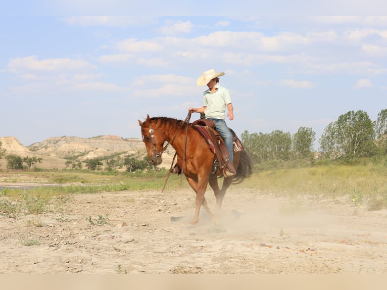 American Quarter Horse Wallach 10 Jahre Rotfuchs in Ripley