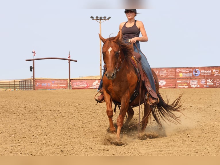 American Quarter Horse Wallach 10 Jahre Rotfuchs in Ripley