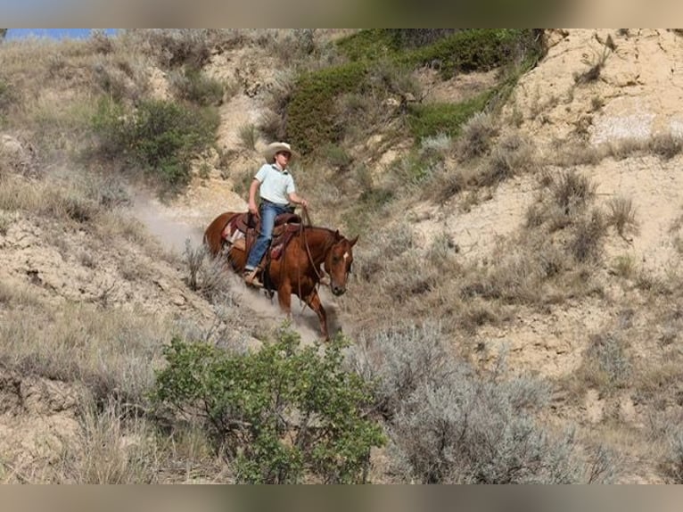 American Quarter Horse Wallach 10 Jahre Rotfuchs in Ripley