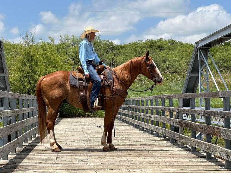 American Quarter Horse Wallach 10 Jahre Rotfuchs in Byers TX
