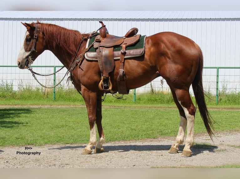 American Quarter Horse Wallach 10 Jahre Rotfuchs in Cushing, OK